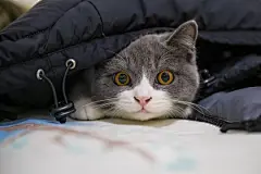 点击来源直接获取大图文件 |Cute British short-haired cat