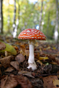 fly-agaric-228355_960_720.jpg (480×720)
