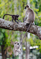 印度卡纳塔克邦的本迪布尔老虎保护区，一只顽皮的叶猴抓住妈妈的尾巴荡秋千，并利用妈妈的尾巴作为绳子攀爬上树。