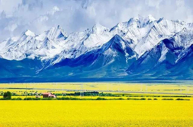 青海·门源，七月的油菜花似梦幻般的童话，童话中有花的海洋，迷梦的世界，醉人的花香。