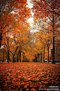 秋天是一首诗/秋天是一幅画/秋天是一首歌/秋天是一个美丽的梦/秋天是一种心情~