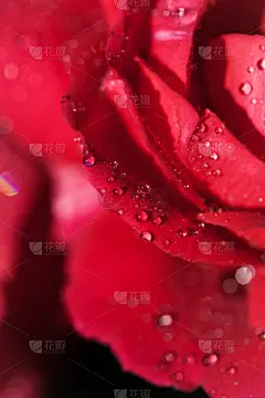 玫瑰,花蕾,自然美,贺卡,周年纪念,浪漫,情人节卡,婚礼,枝繁叶茂,春天