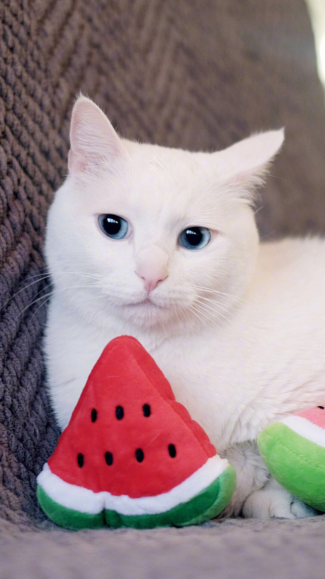 #萌宠# #动物# #猫咪# #猫与大腿...