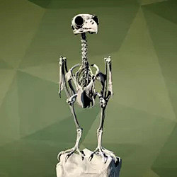 猫头鹰骨骼骨架3dmax模型文件3d打印...