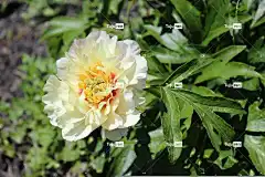 白色的 美丽的花朵 牡丹 花 花壁纸 开花 花卉背景 花瓣 自然