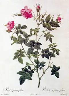 玫瑰圣经（二）——植物学特征|种类|地理分布|玫瑰香 - 从那以后 - FROM NOW ON