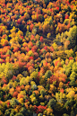 鸟瞰图的秋天树叶在佛蒙特