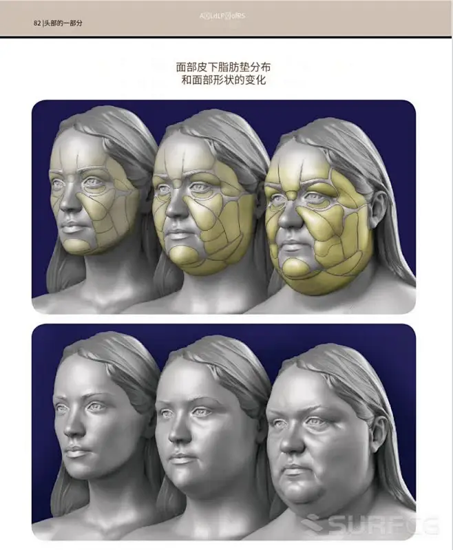 头部——面部脂肪堆积与衰老-人体结构-头部参考-SurfCG-花瓣网