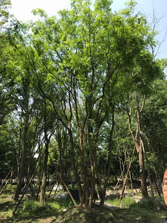 丛生黄连木