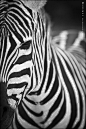 Zebra2 by Ran Mayo on 500px
