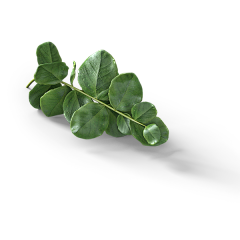 SYINPING采集到花草素材