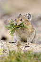 American Pika by Greg Forcey, via 500px