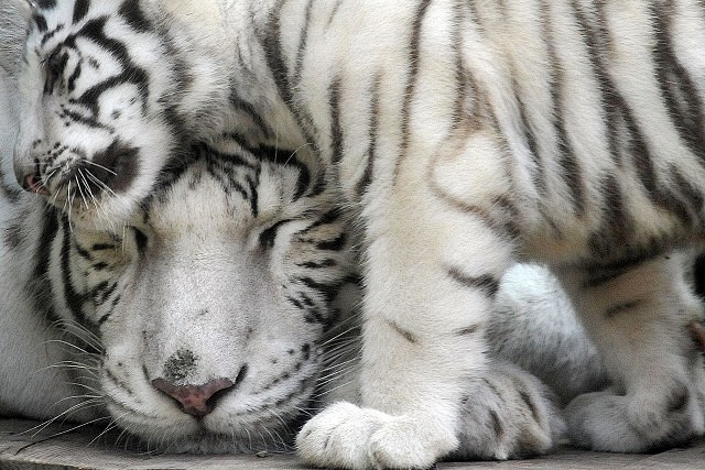 zoo),一只4个月大的印度白虎(white indian tiger)幼崽在妈妈身边玩耍
