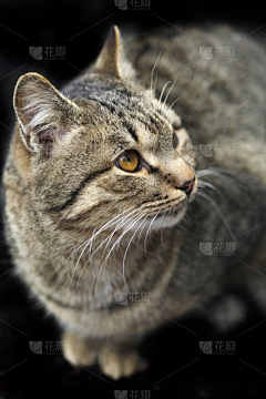 果断行事采集到猫