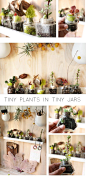 Tiny Plants in Tiny Jars, these would look great on ledge shelves.