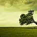 General 1920x1080 landscape trees