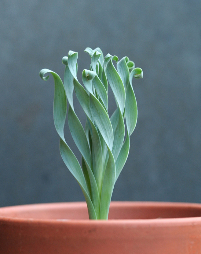 宽叶弹簧草（Albuca concord...