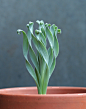 宽叶弹簧草（Albuca concordiana）