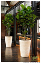 #planters for your #interior: 