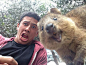 The Quokka