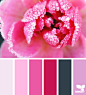 FrostedPinks