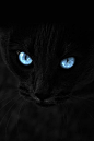 cat blue eyes