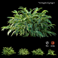 Variegated ginger : https://www.cgtrader.com/3d-models/plant/bush/variegated-ginger