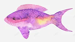唯美漂亮水彩手绘英文拉花字体海洋生物鲸鱼魔鬼鱼免扣 鲸鱼 元素 免抠png 设计图片 免费下载 页面网页 平面电商 创意素材
