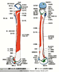 人体解剖--骨骼，肌肉很全面的套图