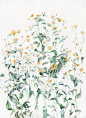 从田间采回来的六月菊，画下来才-木壳人
