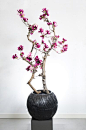 Kunst Bloesem boom, Bloesembomen, Magnolia boom, Magnoliabomen - B.art en Blooms Interieurbeplanting en Decoraties Ermelo: 