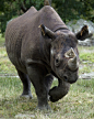 奇蹄目·角型亚目·犀科：黑犀牛