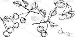 樱桃,水果,雕刻图像,墨水,黑白图片,菜单,配方,清新,食品,烹调