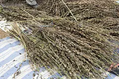 在收获的时候把芝麻种在地里