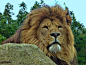 Lion by Estruda