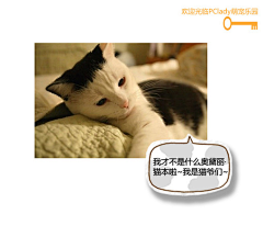 风舞的抓采集到猫猫狗狗