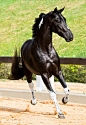 Dressage Braids : Linnae. 16. Sophomore in high school. I live in the USA. Maine to be exact. Proud Equestrian. I've...