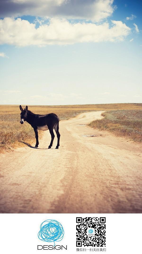 donkey_on_the_road 