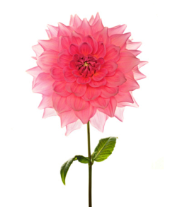 糖绿小宝采集到花