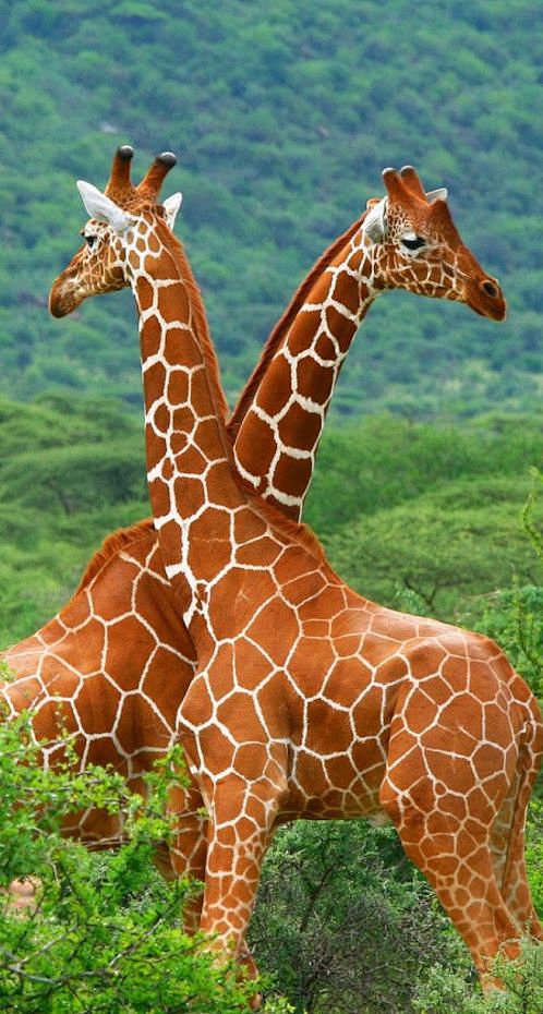 giraffe