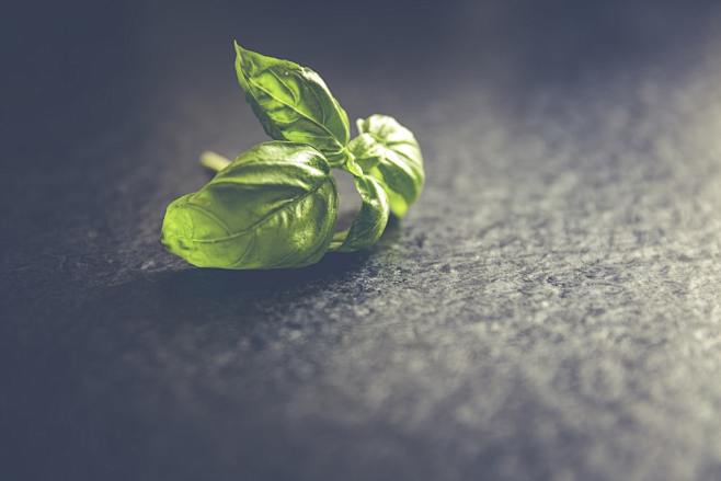 close-up of green le...