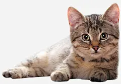 卡通可爱的小猫pngpng免抠素材_新图网 https://ixintu.com 小猫 动物 趴着的猫 装饰画 抠图 免抠图 插画