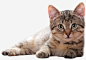卡通可爱的小猫pngpng免抠素材_新图网 https://ixintu.com 小猫 动物 趴着的猫 装饰画 抠图 免抠图 插画