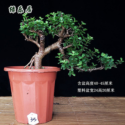 金枝玉叶老桩造型盆景多肉马齿苋科盆栽办公...