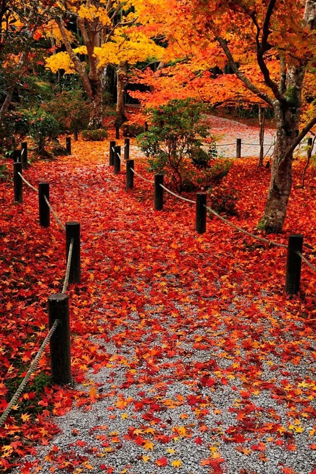 秋天的枫树之美，不仅在那经霜的素红，而更...