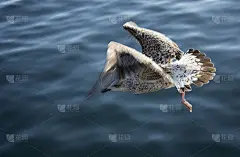 海鸥在西班牙巴塞罗那维尔港附近的海面上飞翔