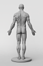 3dtotal Anatomy: male figure