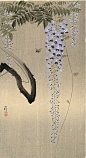日本画家小原古邨工笔画