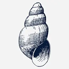 手绘海螺素描png