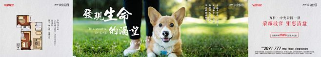 0721中央公园宠物-1